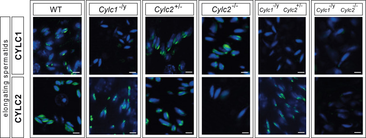 Figure 1—figure supplement 4.