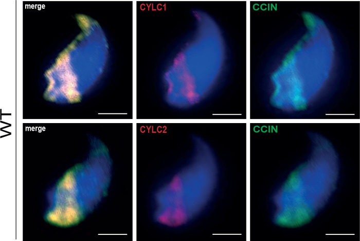 Figure 2—figure supplement 4.