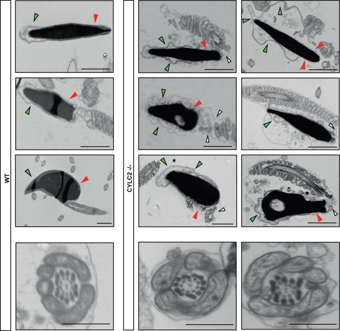 Figure 3—figure supplement 1.