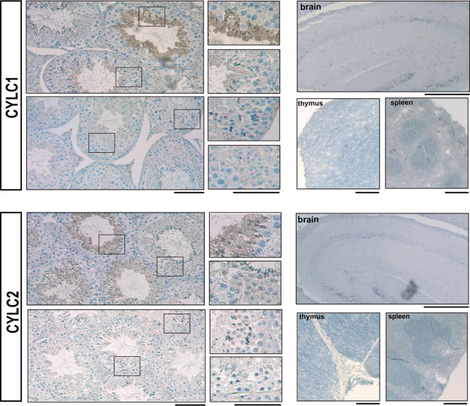 Figure 1—figure supplement 2.