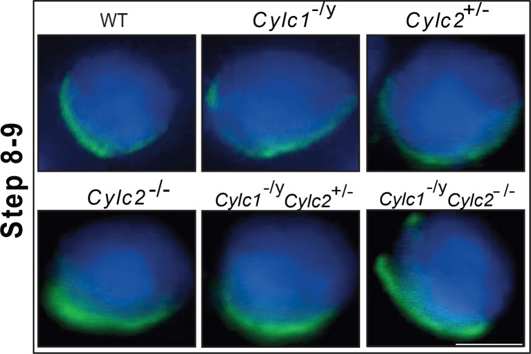 Figure 5—figure supplement 1.