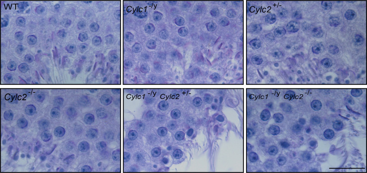 Figure 4—figure supplement 2.