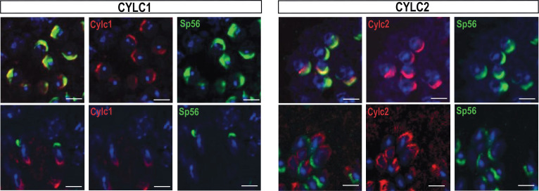 Figure 1—figure supplement 3.