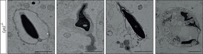 Figure 4—figure supplement 3.