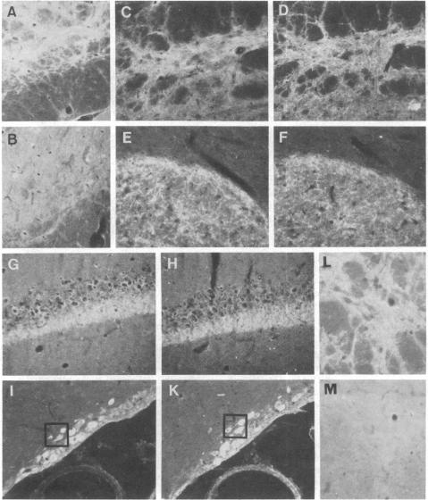 graphic file with name pnas00448-0329-a.jpg