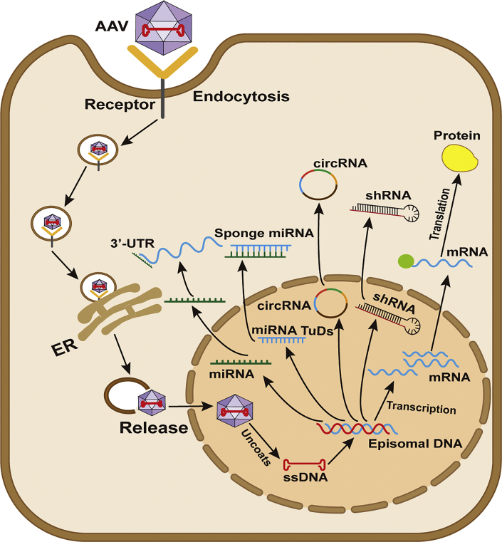 Figure 2