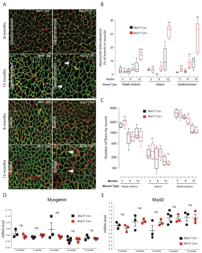 Figure 4—figure supplement 1.