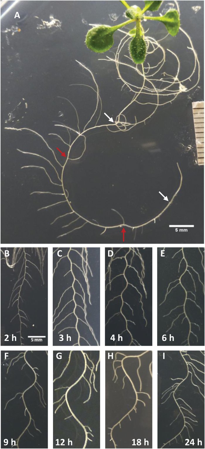 Fig. 3.