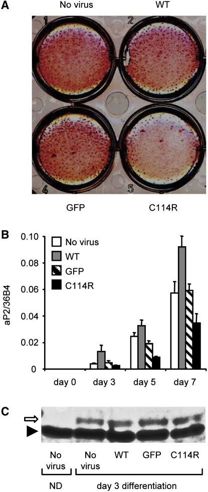 Figure 3