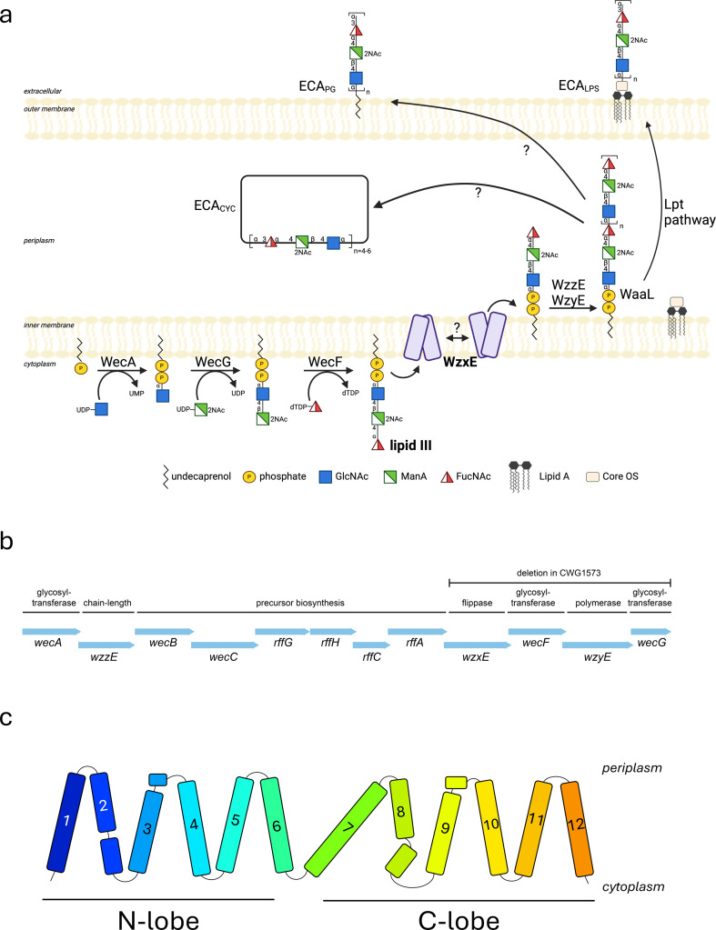 The lipid III flippase WzxE and the ECA pathway