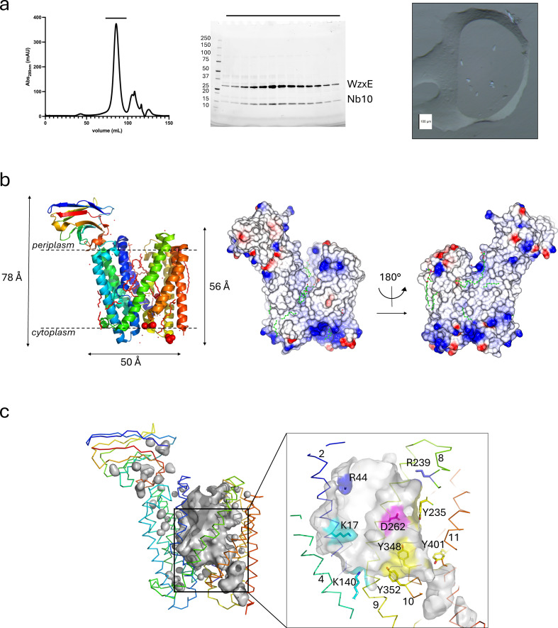 WzxE biochemistry and outward-facing X-ray structure.