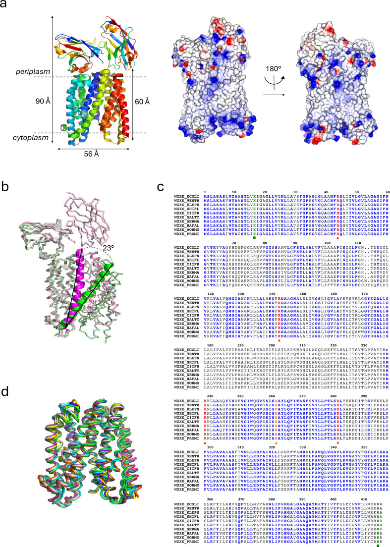 WzxE inward-facing structure and comparison with other WzxE AlphaFold structures