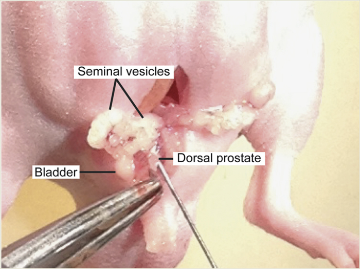 Figure 7