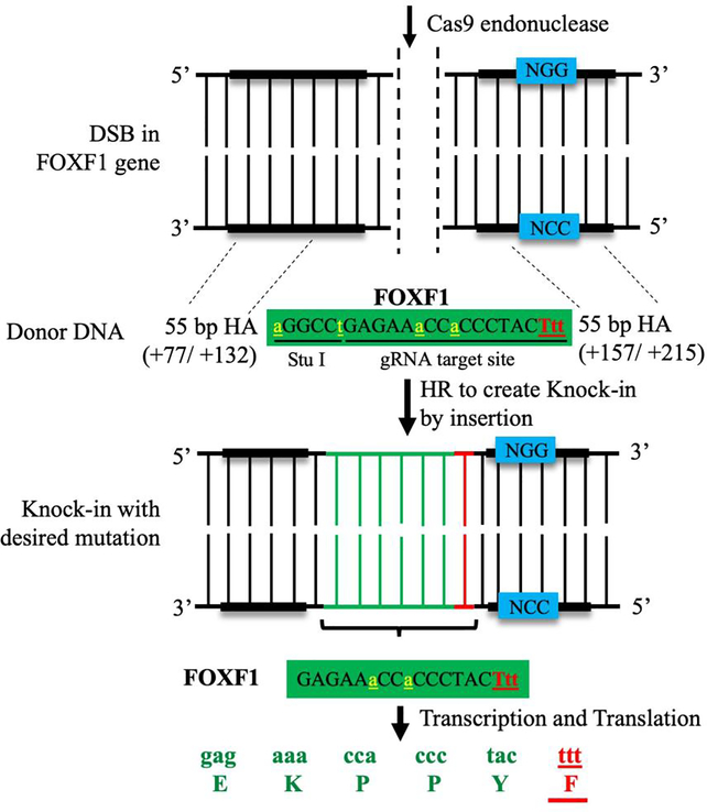 Figure 2: