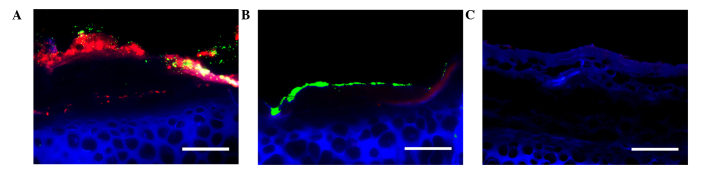 Figure 3.