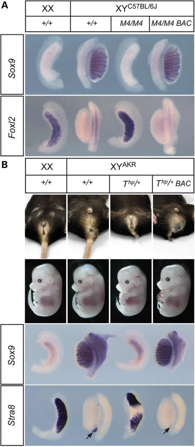 Figure 3.