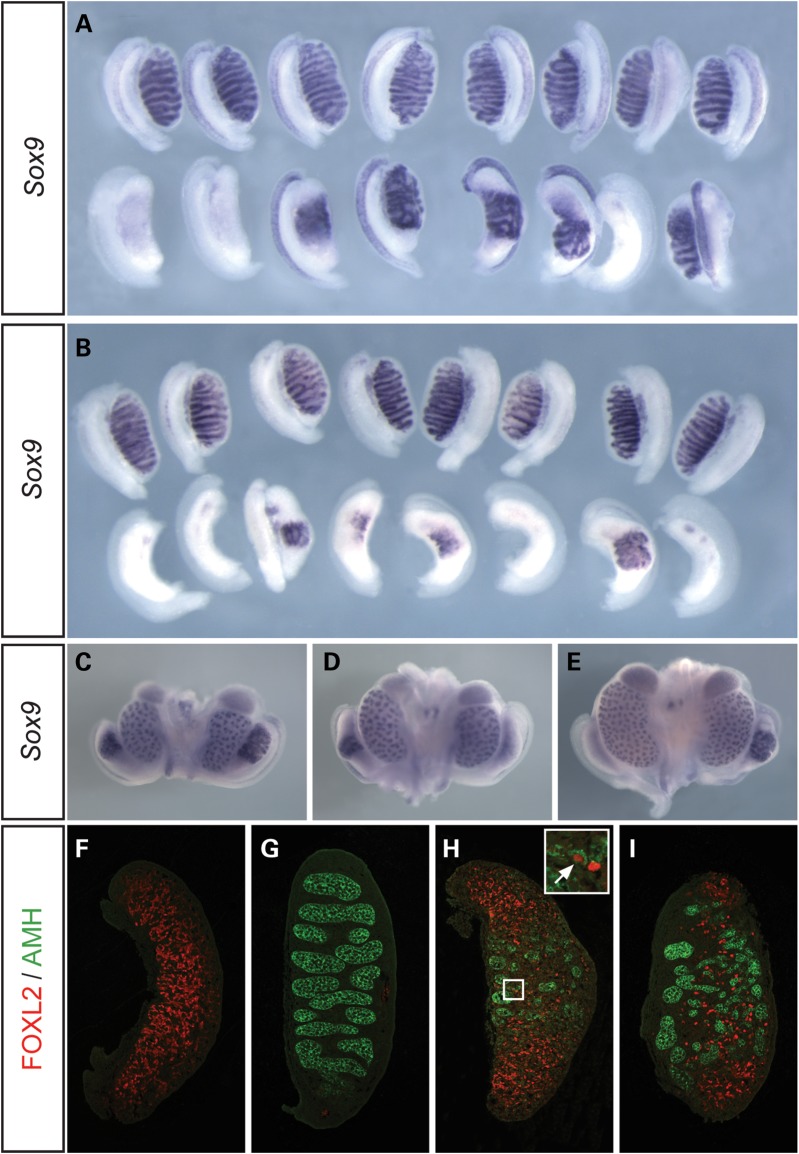 Figure 1.