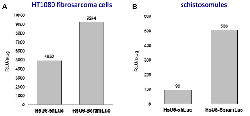 Human U6 promoter drives stronger shRNA activity than its schistosome ...