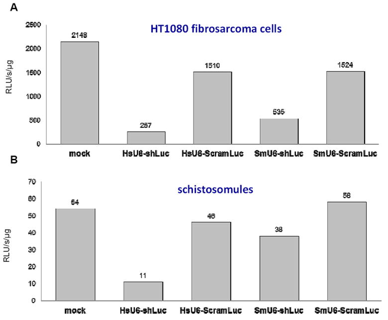 Human U6 promoter drives stronger shRNA activity than its schistosome ...