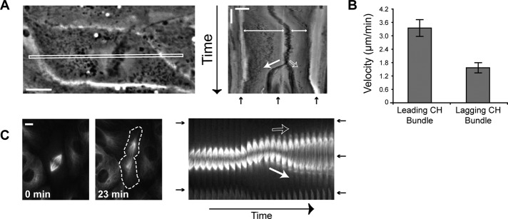 FIGURE 3: