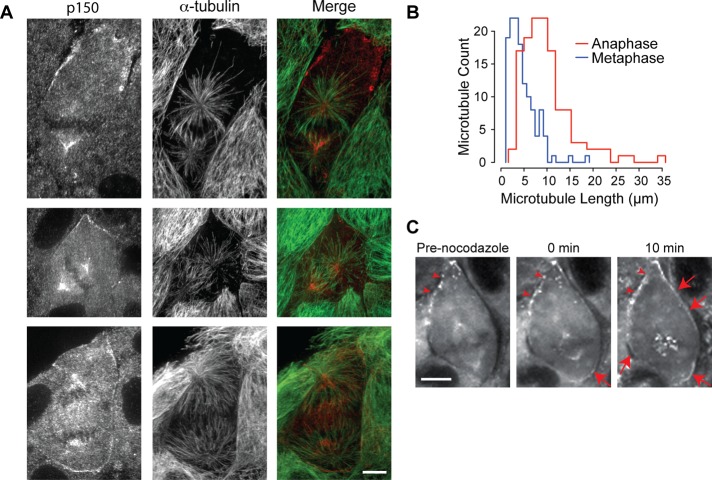 FIGURE 6: