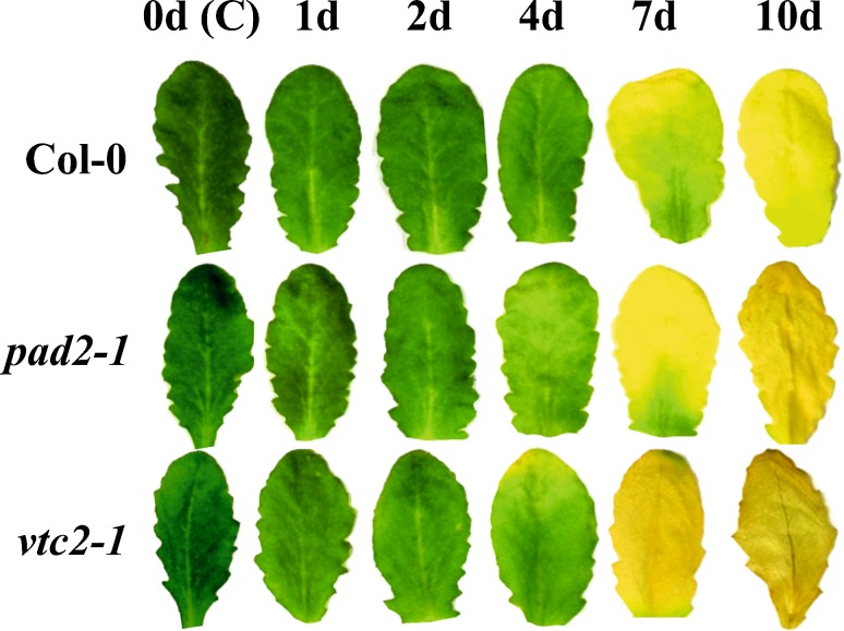 Fig. 1