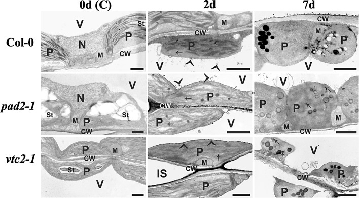 Fig. 7