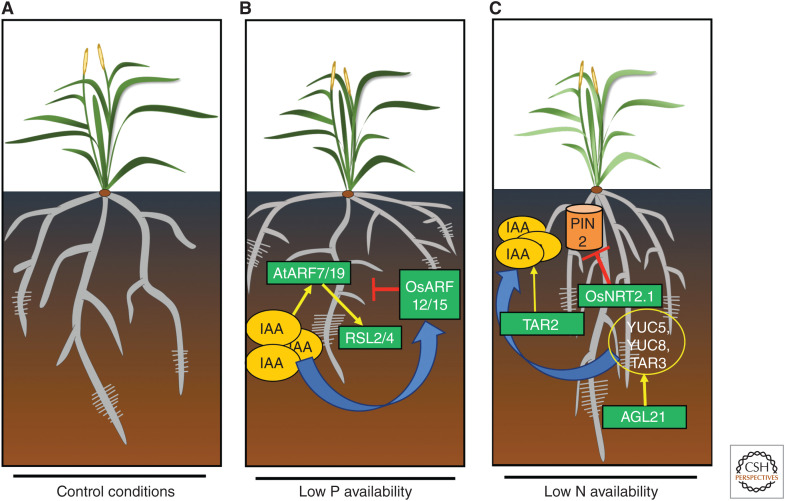 Figure 3.