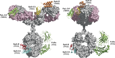 FIGURE 1.