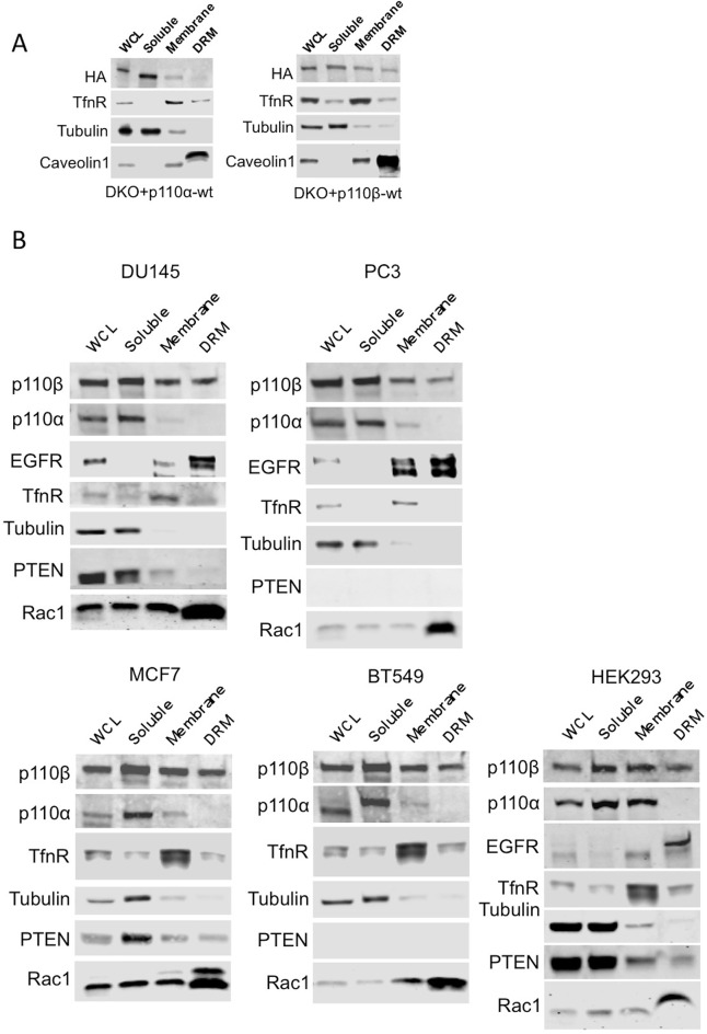 Figure 2—figure supplement 1.