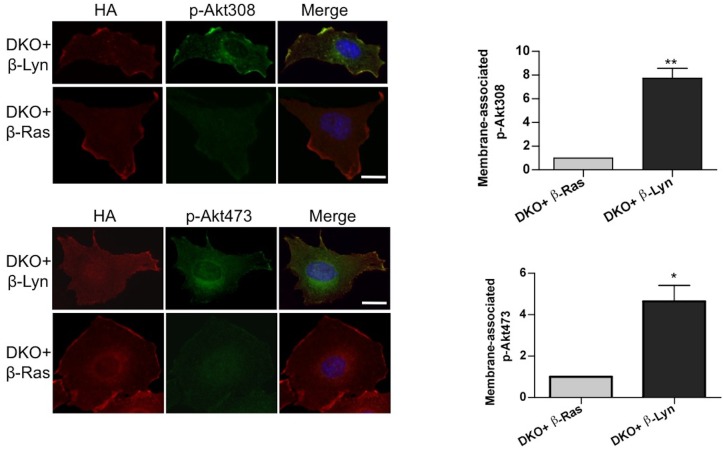 Figure 3—figure supplement 1.