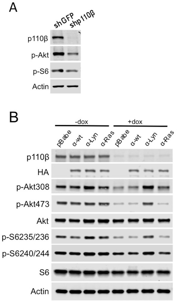 Figure 6—figure supplement 2.