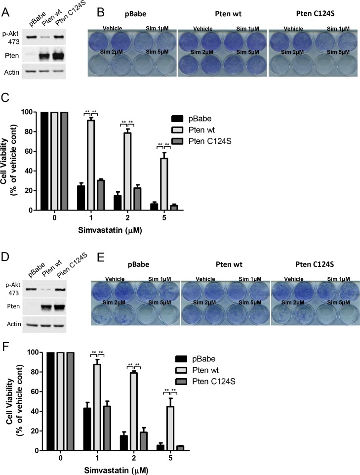 Figure 7—figure supplement 2.