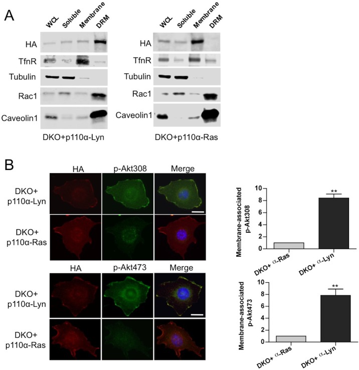 Figure 6—figure supplement 1.