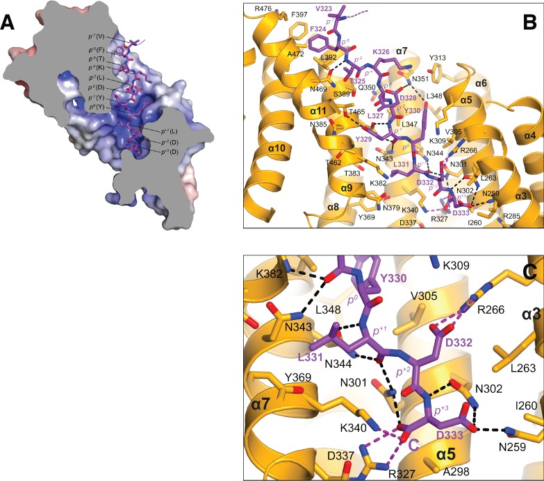 Figure 3—figure supplement 2.