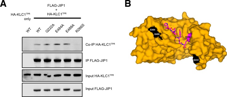 Figure 3—figure supplement 4.