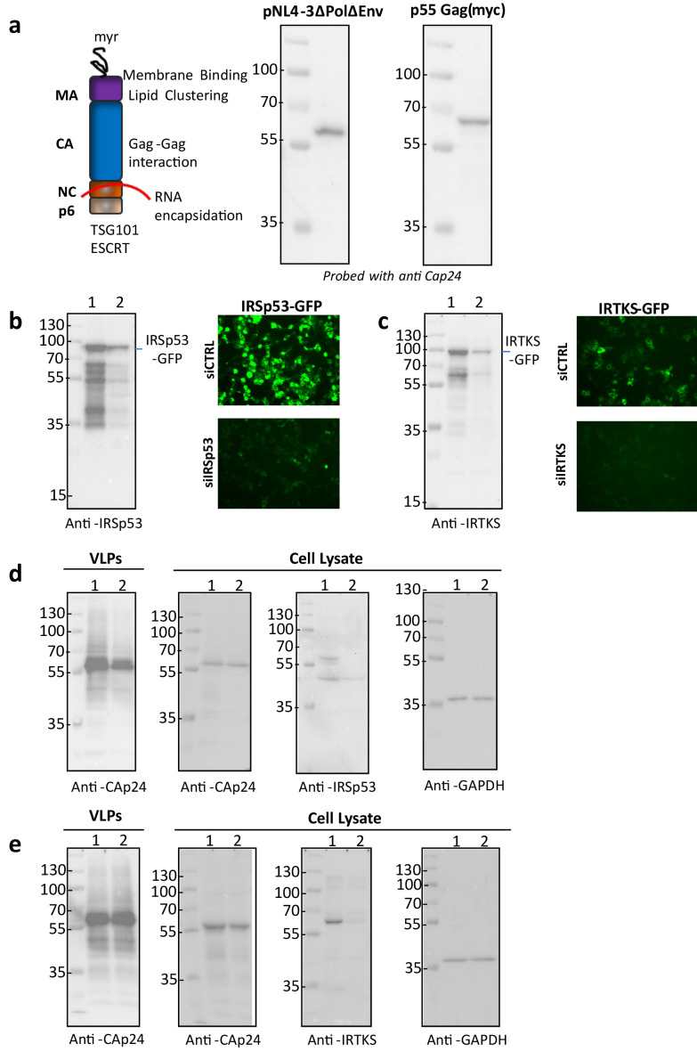 Figure 1—figure supplement 1.