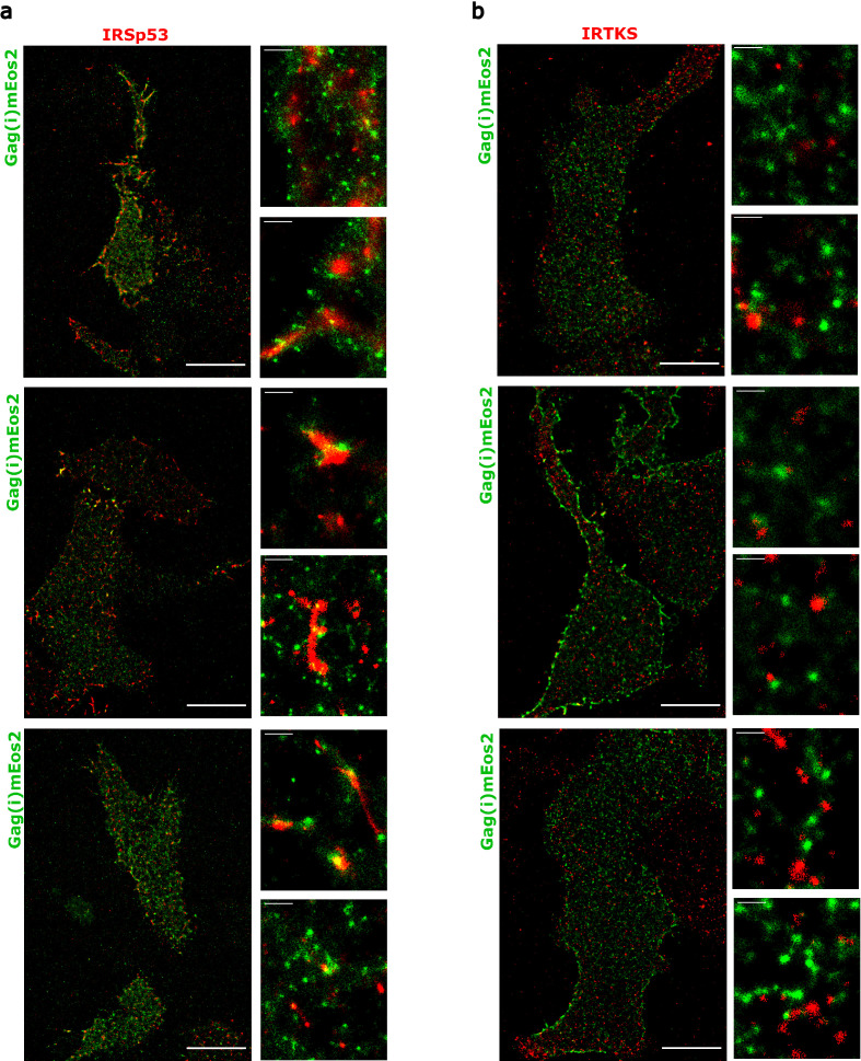 Figure 3—figure supplement 1.