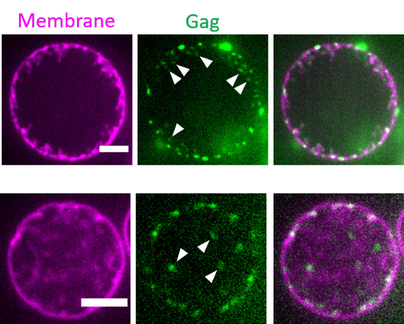 Figure 6—figure supplement 2.