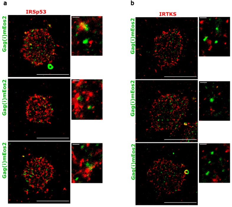 Figure 3—figure supplement 2.