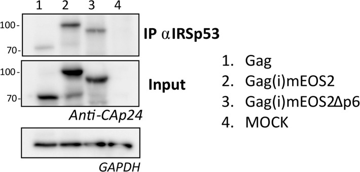 Figure 2—figure supplement 1.