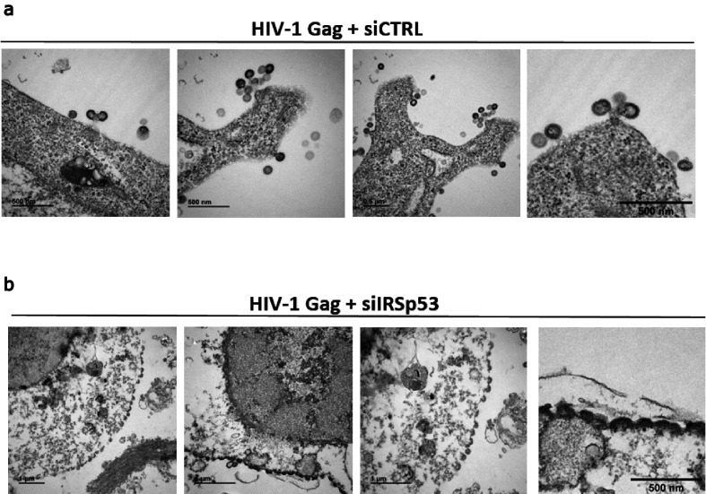 Figure 1—figure supplement 3.