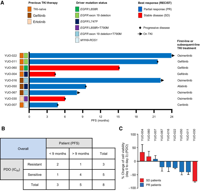 Figure 2. Advanced lung adenocarcinoma organoids can predict patient treatment responses to a TKI monotherapy. A, Swimmers' plot showing clinical annotations of 9 patients with NSCLC who received subsequent TKI therapy after their tumor specimens were obtained to generate organoids. Each bar represents an individual patient. Subsequent TKI therapy each patient received is indicated on the right. B, Supplementary Table summarizing correlations between clinical responses (PFS) in patients and in vitro responses (mean IC50 value from three independent experiments at 3 days) in matching PDOs. C, Bar graphs showing percentage change of cell viability in PDOs after exposure to each TKI at 100 nmol/L for 3 days. Bar colors represent each patient whose best response was stable disease (red) or partial response (blue) to the TKI. Data are presented as the mean ± SEM (n = 3). PR, partial response; SD, stable disease. See also Supplementary Table S2.