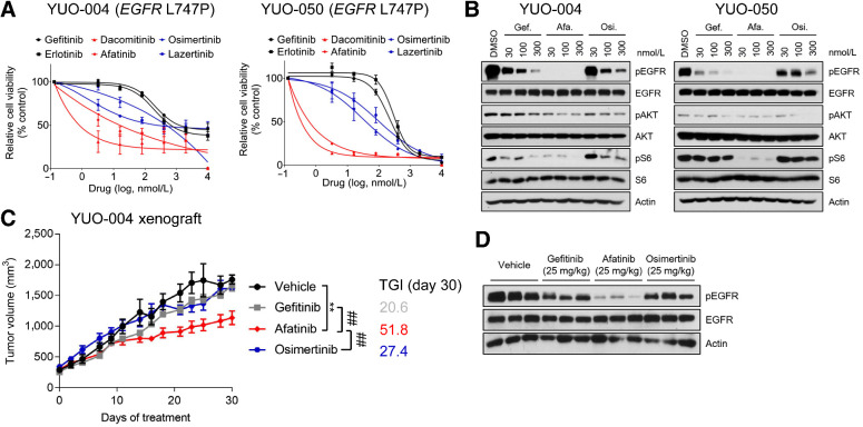 Figure 5. PDOs predict clinical activity of afatinib against EGFR L747P mutation. A, YUO-004 and YUO-050 were treated with the indicated concentrations of gefitinib, erlotinib, dacomitinib, afatinib, osimertinib, and lazertinib for 3 days. First-generation EGFR-TKIs are colored in dark, second-generation EGFR-TKIs are in red, and third-generation EGFR-TKIs are in blue. Data are presented as the mean ± SEM (n = 3). B, Representative immunoblots of indicated molecules in YUO-004 and YUO-050 treated with the indicated concentrations of gefitinib, afatinib, and osimertinib for 6 hours. C, Tumor growth curve of YUO-004 xenografts treated with indicated drugs at 25 mg/kg once daily (n = 6 per group; one-way ANOVA with Dunnett's posttest: n.s., not significant; **, P < 0.005 vs. vehicle; ##, P < 0.01 vs. afatinib). D, Immunoblots of indicated molecules in tumor samples obtained from YUO-004 xenografts treated with vehicle and 25 mg/kg gefitinib, afatinib, and osimertinib for 30 days.