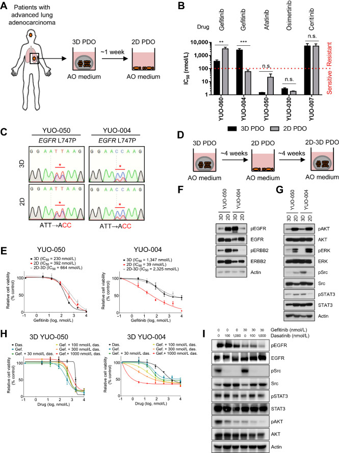 Figure 3. Drug sensitivity to gefitinib is associated with culture condition in YUO-004. A, Procedure for generating 2D PDOs. 3D PDOs were plated on collagen-coated plates and cultured in AO medium for more than a week up to 4 weeks. B, Comparison of IC50 values to each TKI (top) between 3D and 2D PDOs (two-tailed Student t test: n.s., not significant; **, P < 0.01; ***, P < 0.005). Red line denotes sensitive (IC50 value < 100 nmol/L) or resistant (IC50 value > 100 nmol/L) response to a drug. C, DNA chromatograms showing EGFR L747P mutation in 3D culture and 2D culture of YUO-050 and YUO-004. D, Scheme for model switching. 2D PDOs that were maintained as monolayer less than 4 weeks were switched to 3D culture condition and cultured for up to 4 weeks. All models were maintained in AO medium. E, 3D, 2D, and 2D–3D cultures of YUO-050 and YUO-004 were treated with the indicated concentrations of gefitinib for 3 days. IC50 value of gefitinib is indicated for each culture condition (top). F, Representative immunoblots of indicated molecules in YUO-050 and YUO-004 at baseline. G, Representative immunoblots of indicated molecules in YUO-050 and YUO-004 at baseline. H, 3D YUO-050 and YUO-004 were treated with dasatinib alone, gefitinib alone, or gefitinib in combination with the indicated concentrations of dasatinib for 3 days. I, Representative immunoblots of indicated molecules in YUO-004 treated with the indicated concentration of gefitinib with or without dasatinib. In B, E, and H, data are presented as the mean ± SEM (n = 3).