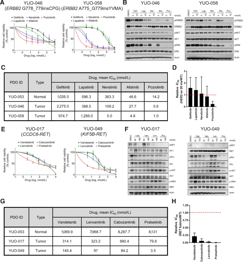 Figure 6. PDOs can identify effective therapies for advanced lung adenocarcinoma harboring ERBB2 exon 20 insertions or RET rearrangements. A, YUO-046 and YUO-058 harboring ERBB2 exon 20 insertions were treated with the indicated concentrations of gefitinib, lapatinib, neratinib, afatinib, and poziotinib for 5 days. B, Representative immunoblots of indicated molecules in YUO-046 and YUO-058 treated with the indicated concentrations of gefitinib, lapatinib, neratinib, afatinib, and poziotinib for 6 hours. C, IC50 values of gefitinib, lapatinib, neratinib, afatinib, and poziotinib in YUO-053, a normal-like organoid, and tumor organoids harboring ERBB2 exon 20 insertions. D, Bar graphs showing mean relative IC50 values of the ERBB2 inhibitors in ERBB2-mutant organoids to the normal organoid. E, YUO-017 and YUO-049 harboring RET fusions were treated with the indicated concentrations of vandetanib, lenvatinib, cabozantinib, and pralsetinib for 5 days. F, Representative immunoblots of indicated molecules in YUO-017 and YUO-049 treated with the indicated concentrations of cabozantinib, pralsetinib, vandetanib, and lenvatinib for 2 hours. G, IC50 values of vandetanib, lenvatinib, cabozantinib, and pralsetinib in a normal-like organoid and tumor organoids harboring RET rearrangements. H, Bar graphs showing mean relative IC50 values of the RET inhibitors in RET fusion positive organoids to the normal organoid. In A and E, data are presented as the mean ± SEM (n = 3). In C and G, mean IC50 values were calculated from three biological replicates (three technical replicates per independent experiment) using GraphPad Prism. In D and H, data are presented as the mean ± SD (n = 2).