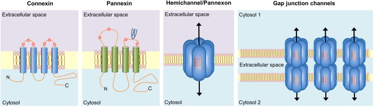 FIGURE 2