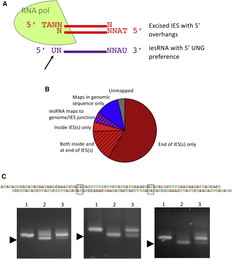 Figure 2