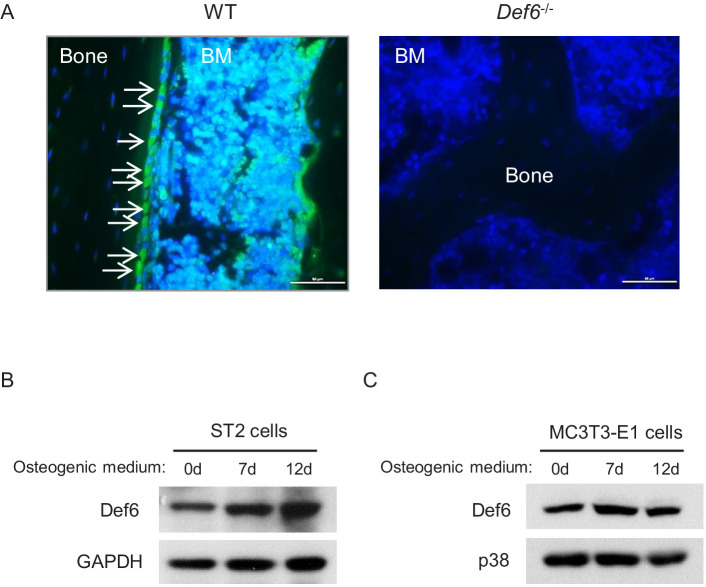 Figure 1—figure supplement 1.