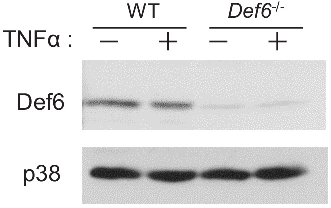 Figure 1—figure supplement 5.